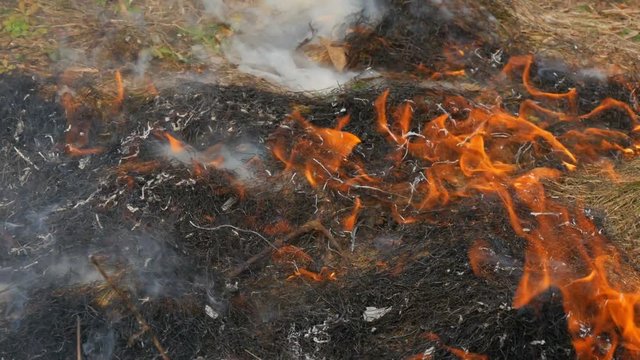 Dangerous wild fire in nature, burns dry grass. Burnt black grass in a forest glade