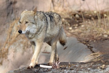 Obraz premium The movement of the wolf