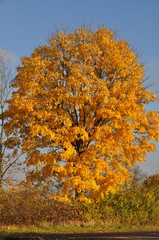 Fototapeta premium Baum