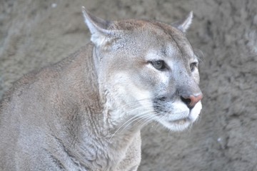 Fototapeta premium Big,fluffy puma