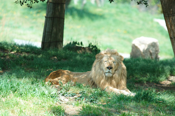 Naklejka premium ライオン