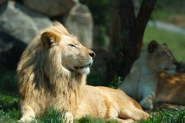 ライオン