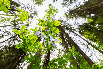 Mountain scenery in the Alps in summer, with green forests, on a rainy day