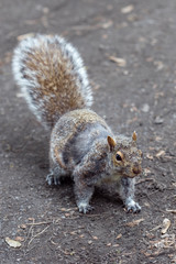 Portrait of a Squirrel in the park