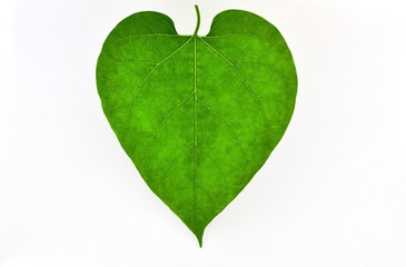The leaf of a young sunflower is iridescent in shades of green and light green. this is a beautiful...