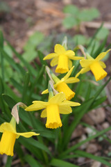 Yellow Daffodil flowers in the garden. Springtime flowers. Narcissus
