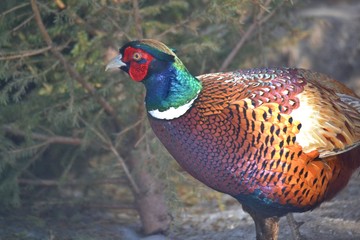 Pheasant on a sunny day