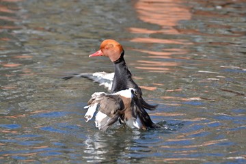Duck is on the water
