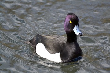 Duck with fioletovoe head