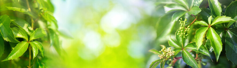 Obraz premium Beautiful natural background border with fresh juicy foliage of wild grapes and defocused bokeh outdoors in nature, panorama, copy space.