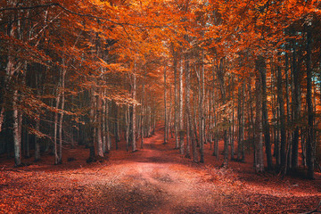 beautiful beech forest in autumn - obrazy, fototapety, plakaty