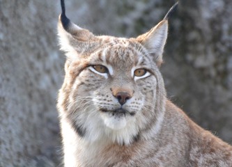 Beautiful  lynx eye 