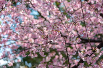 Sakura (Cherry Blossom)  blooming in spring around Ueno Park in Tokyo , Japan.