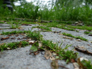 Green grass breaks through the asphalt