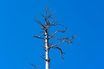 青空の枯れ木