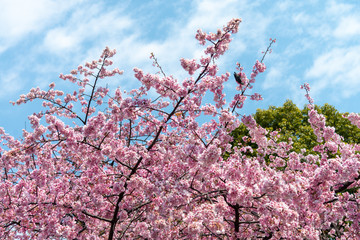 Sakura (Cherry Blossom)  blooming with bird in spring around Ueno Park in Tokyo , Japan