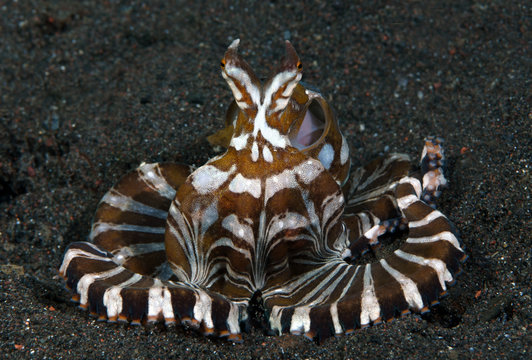 Amazing underwater world - Wunderpus octopus - Wunderpus photogenicus. Diving and underwater photography. Tulamben, Bali, Indonesai.