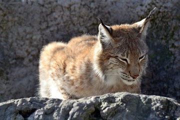 LYNX SLEEPING ON THE ROCKS