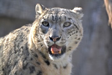 Snow leopard in the sun