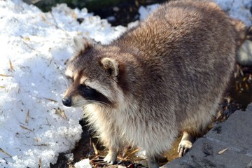 Raccoon on the thaw