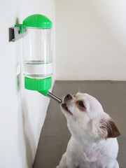 Cute dog licking water from the water feeder or dispenser