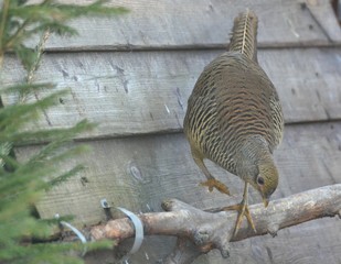 Pheasant on the descent