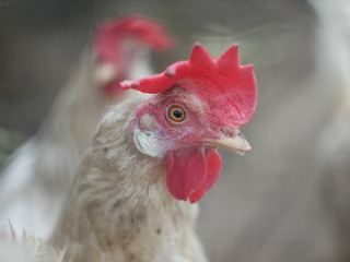 white chicken head close-up