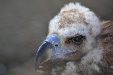 Bushy head of vulture