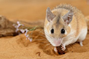 Close-up female spiny mouse (Acomys cahirinus) eats insect on sand and looks at camera. Small DoF focus put only to head of mouse.