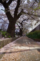 桜道