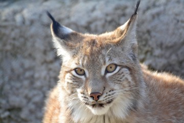 Fluffy lynx