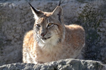 Lynx lies on the sun