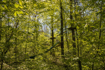 Parcours d'Accrobranche en forêt avec personne en action
