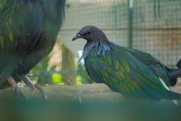 Dove Yellow pigeon Columbidae, Phuket Province Thailand