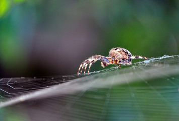 Spinne