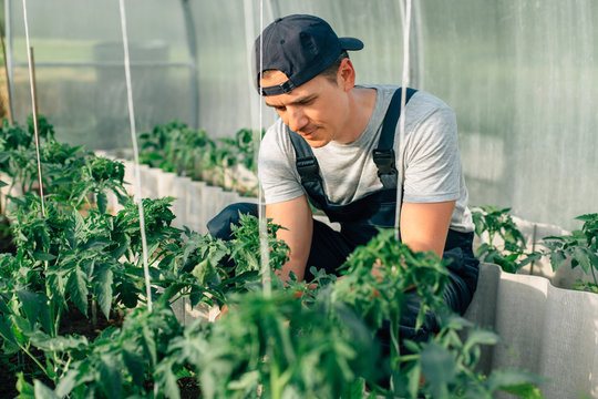 Handsome cheerful young gardener in overall and cap working in greenhouse. Portrait of joyful farmer.