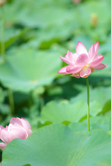 Obraz premium 大賀ハス