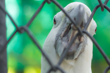 Parrot Cacatua galerita Cockatoo, Phuket Province Thailand
