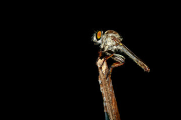 Image of a robber fly(Asilidae) on a branch. Insect. Animal