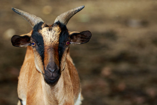Image of a brown goat on nature background. Farm Animals.