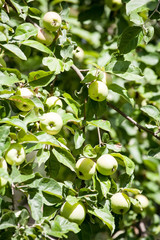 green apples on orchard tree branches pattern closeup view