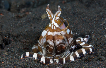 Amazing underwater world - Wunderpus octopus - Wunderpus photogenicus. Diving and underwater photography. Tulamben, Bali, Indonesai.
