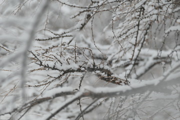 Obraz premium tree branches under the snow.