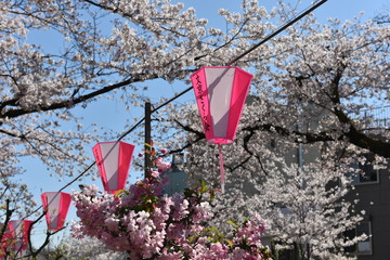 播磨坂　満開の桜