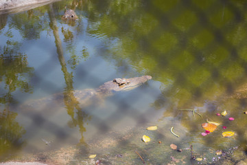 Crocodile in the pond , Phuket Province Thailand