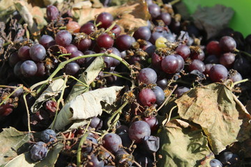 Abejas en estado salvaje