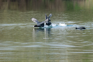 Coots (fulica atra) showing aggressive fighting territorial behaviour in early spring