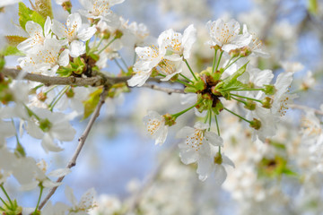 Vogel-Kirsche (Prunus avium) blüht im April. Blühender Prunus avium Baum im Frühling. Weiße Blüten einer Vogel-Kirsche. - 259751550
