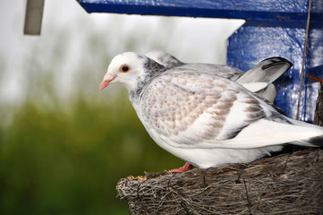Taube