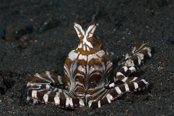 Amazing underwater world - Wunderpus octopus - Wunderpus photogenicus. Diving and underwater photography. Tulamben, Bali, Indonesai.